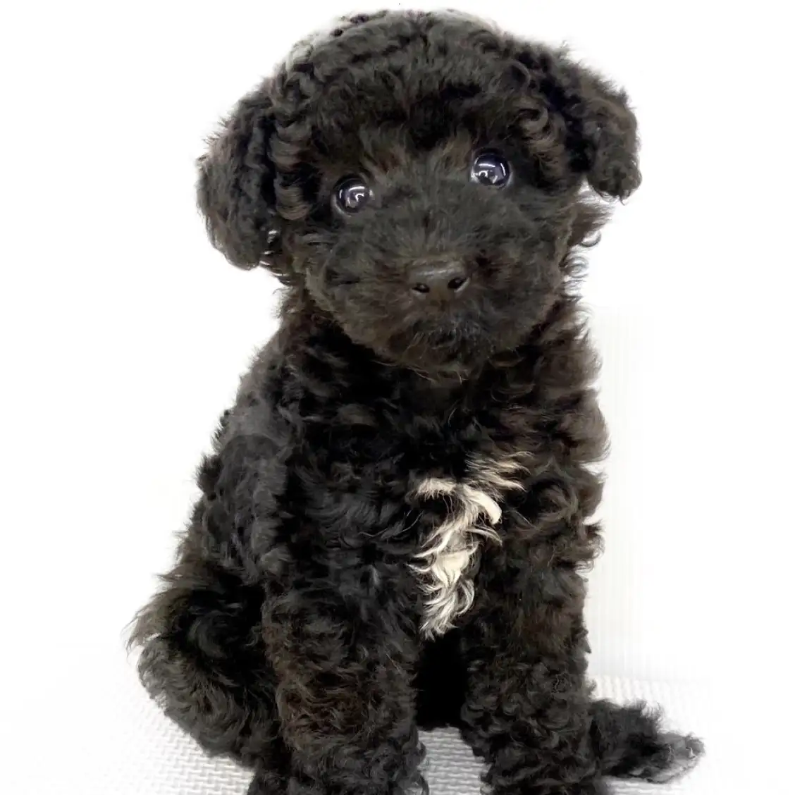 トイ・プードル