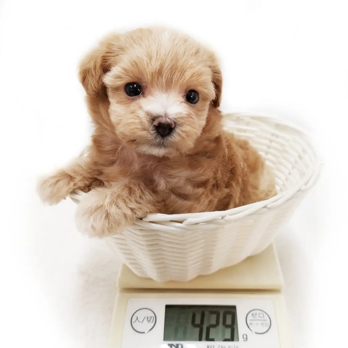 MIX（マルチーズ×トイプードル）