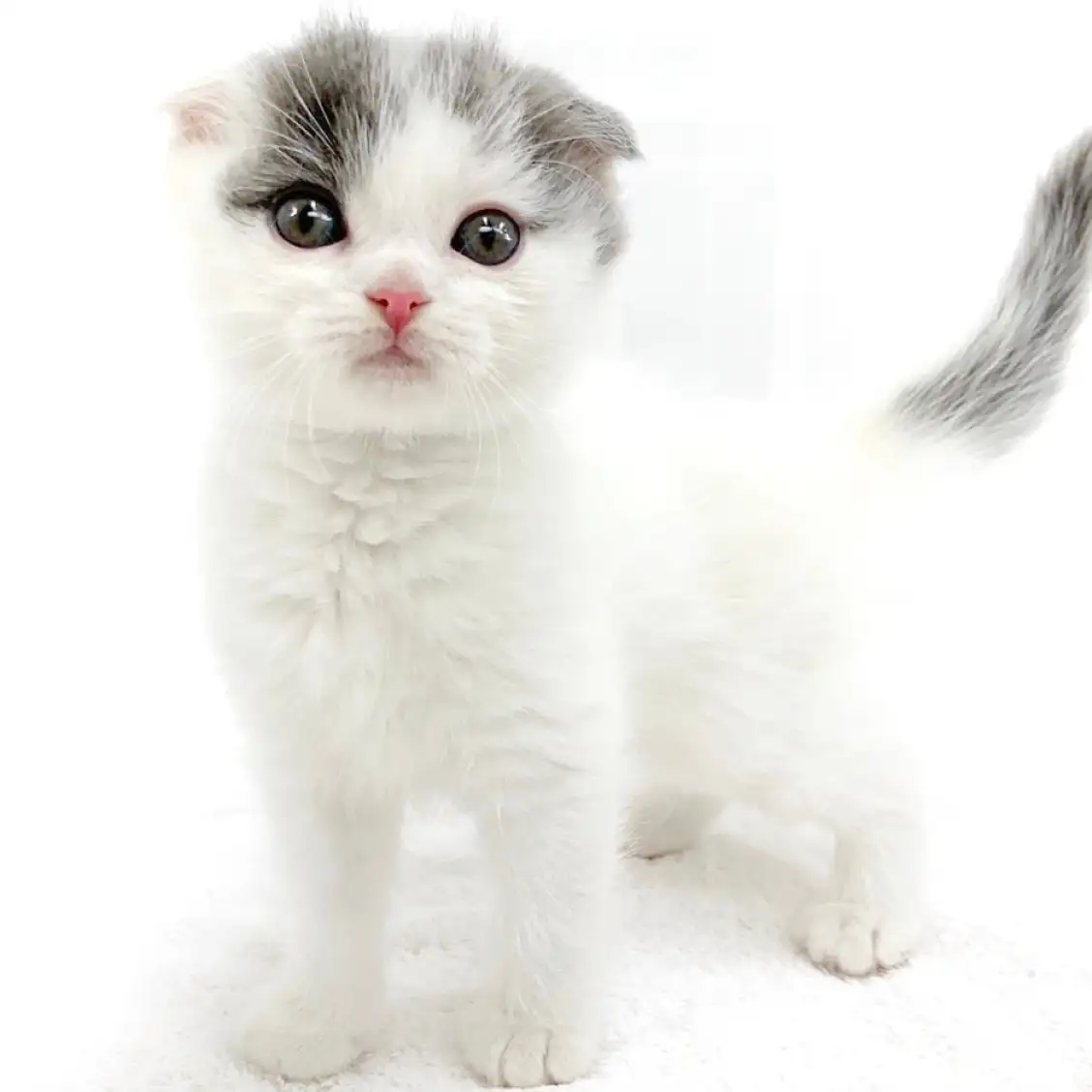 スコティッシュフォールド