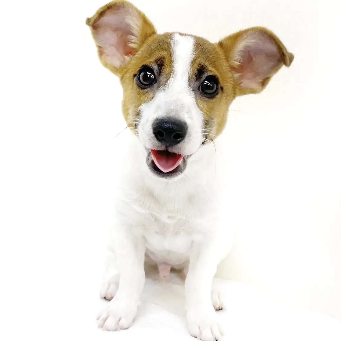 ジャックラッセルテリア