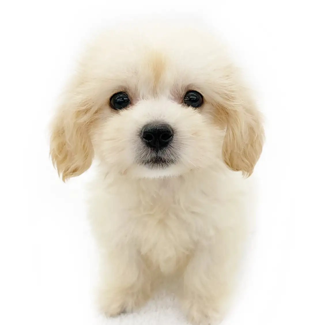 MIX（マルチーズ×ミニチュアダックスフント）