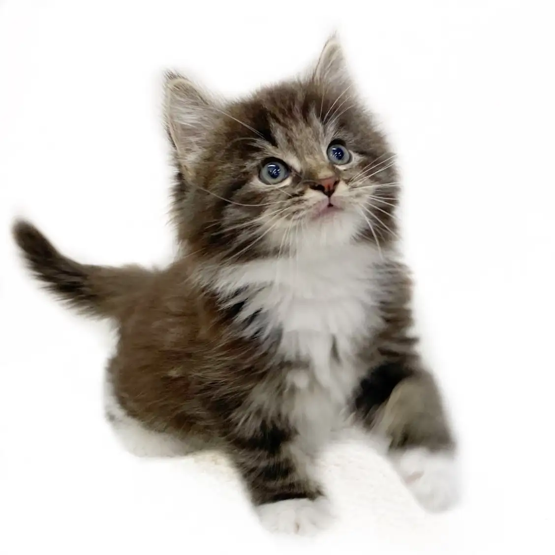 ノルウェージャンフォレストキャット