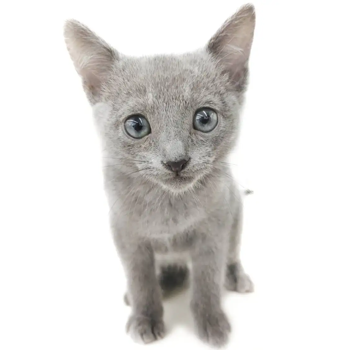 ロシアンブルー