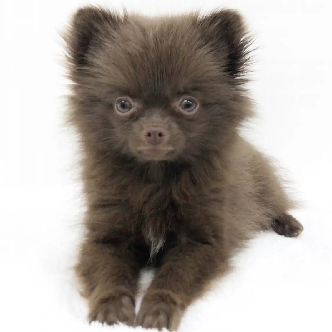 MIX(チワワ×ポメラニアン)