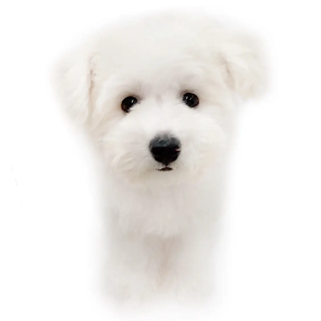 ビションフリーゼ