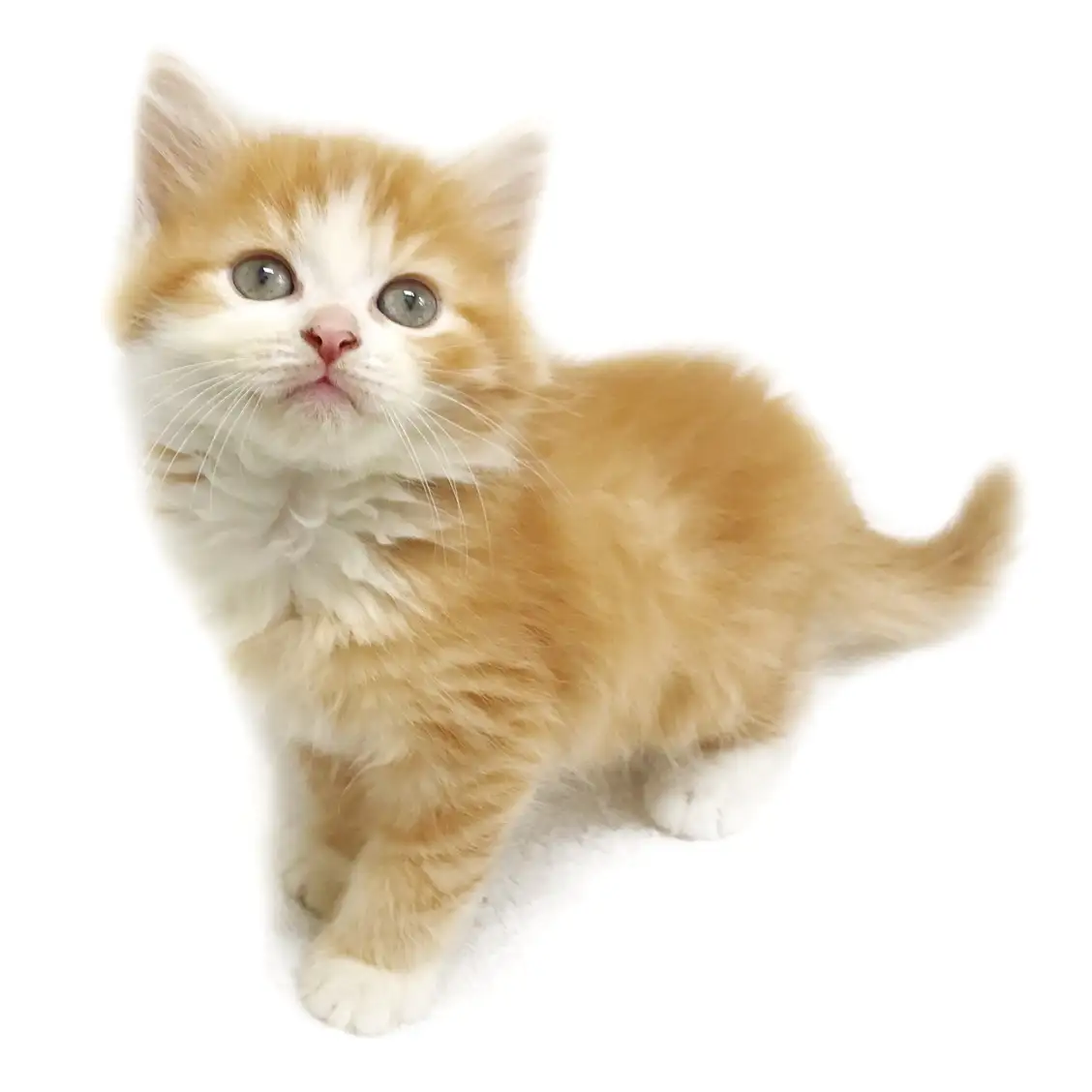 スコティッシュフォールド