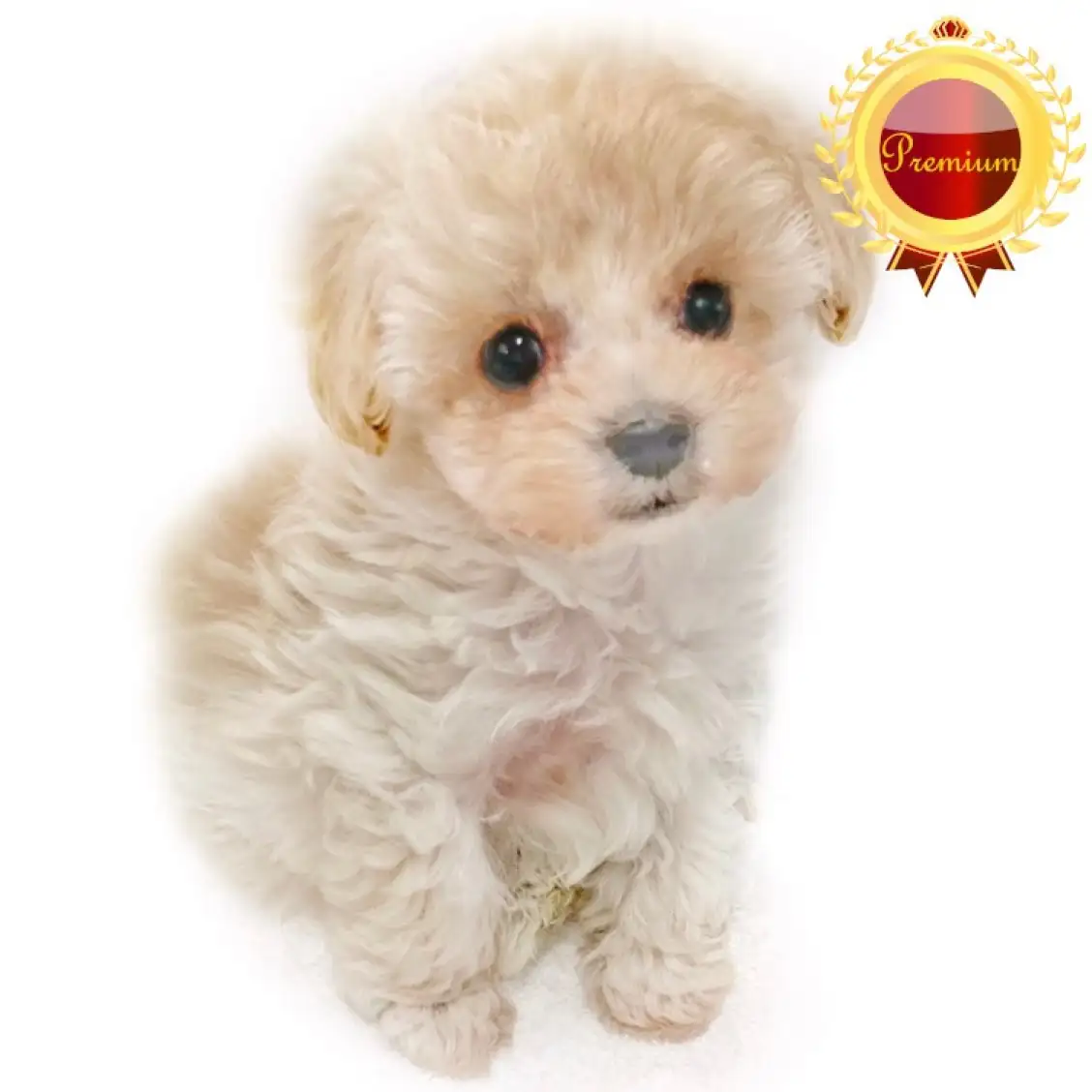 MIX(トイプードル×マルチーズ)