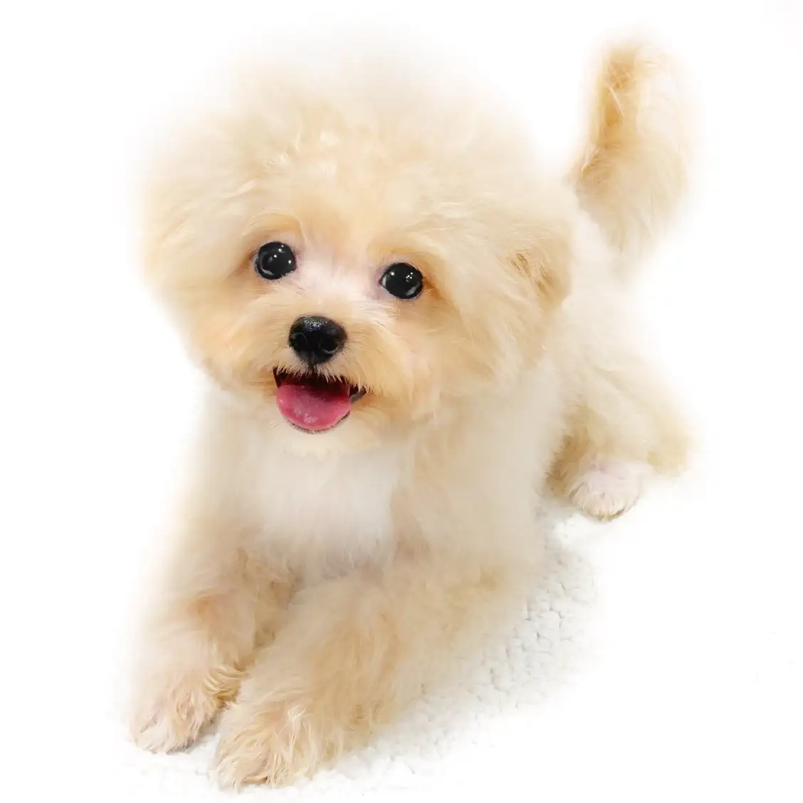 MIX（トイプードル×ポメラニアン）