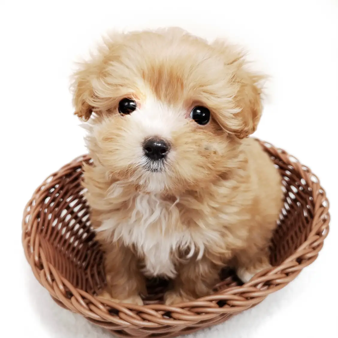 MIX（トイプードル×マルチーズ）