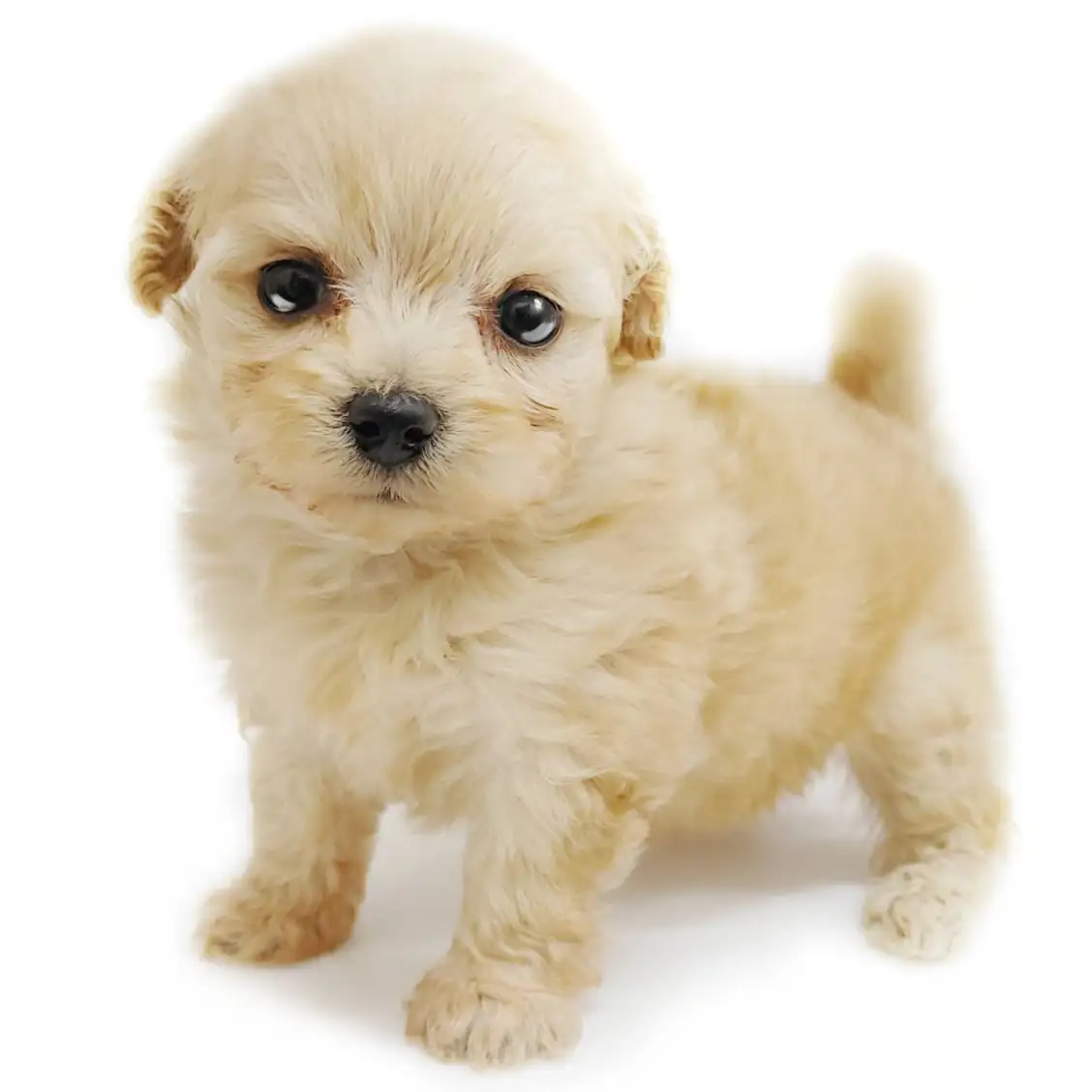 MIX(チワワ×ポメラニアン)