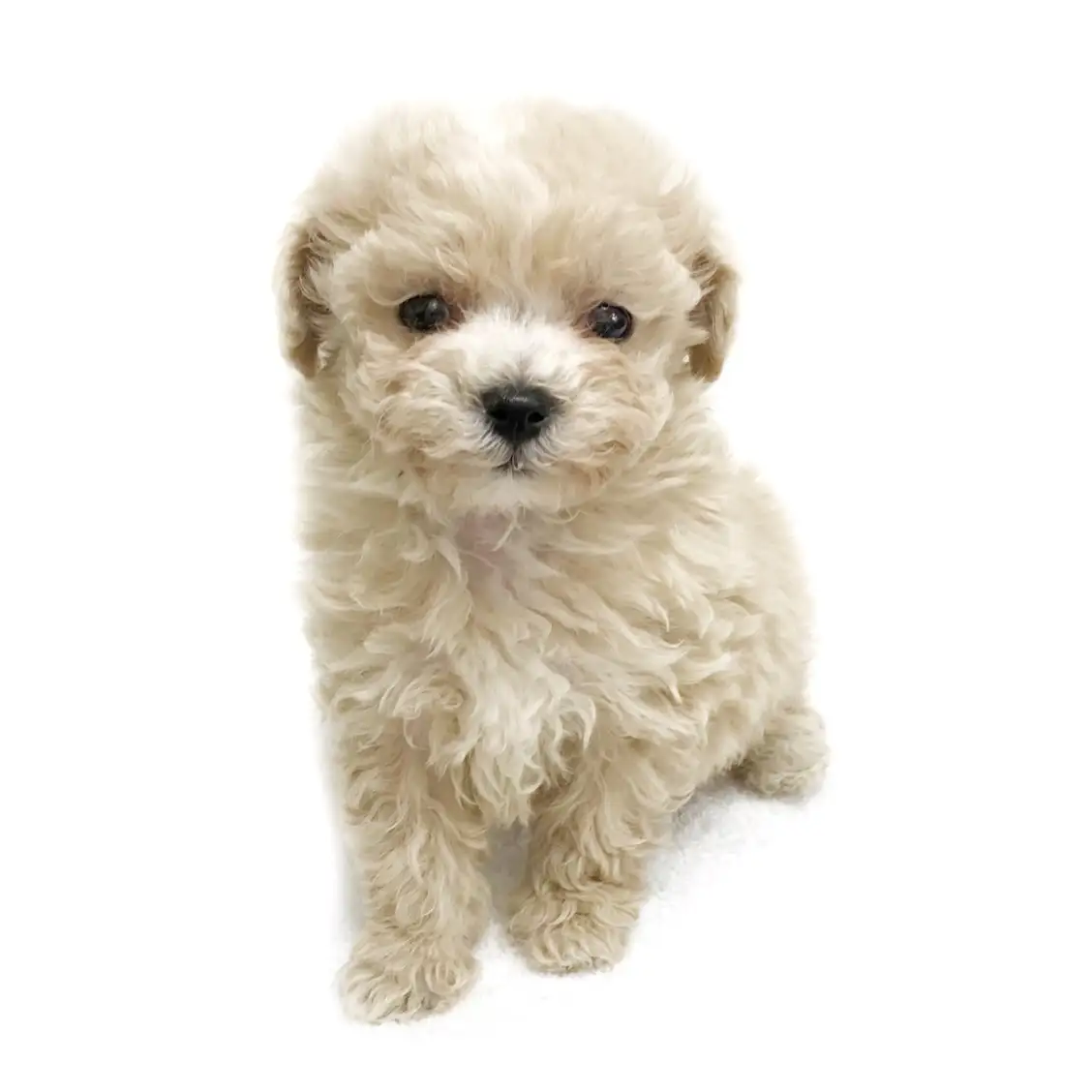 MIX（トイプードル×マルチーズ）