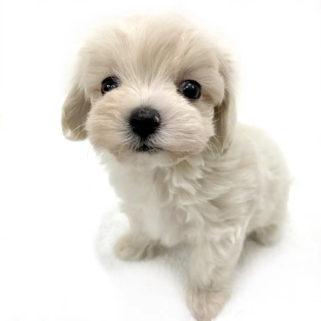 MIX（マルチーズ×トイプードル）