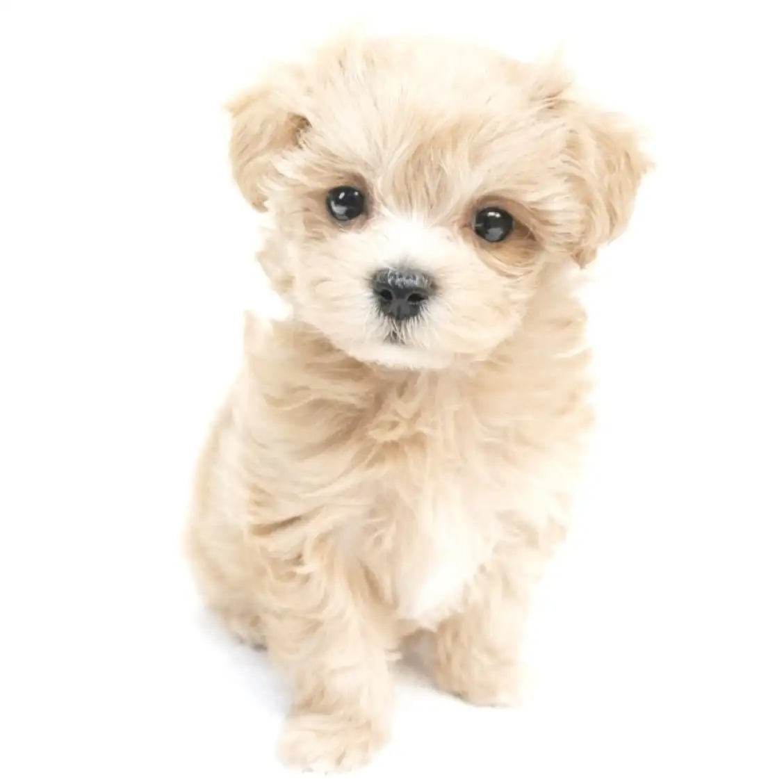 MIX（マルチーズ×トイプードル）