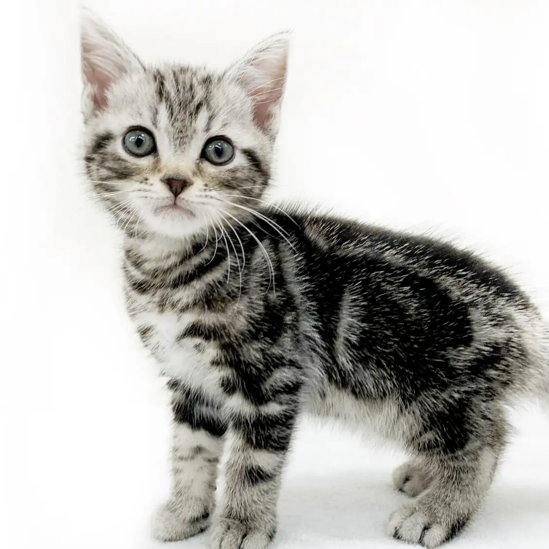 アメリカンショートヘア