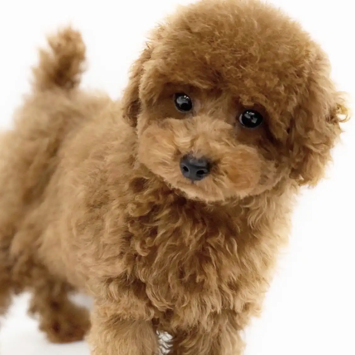 トイ・プードル