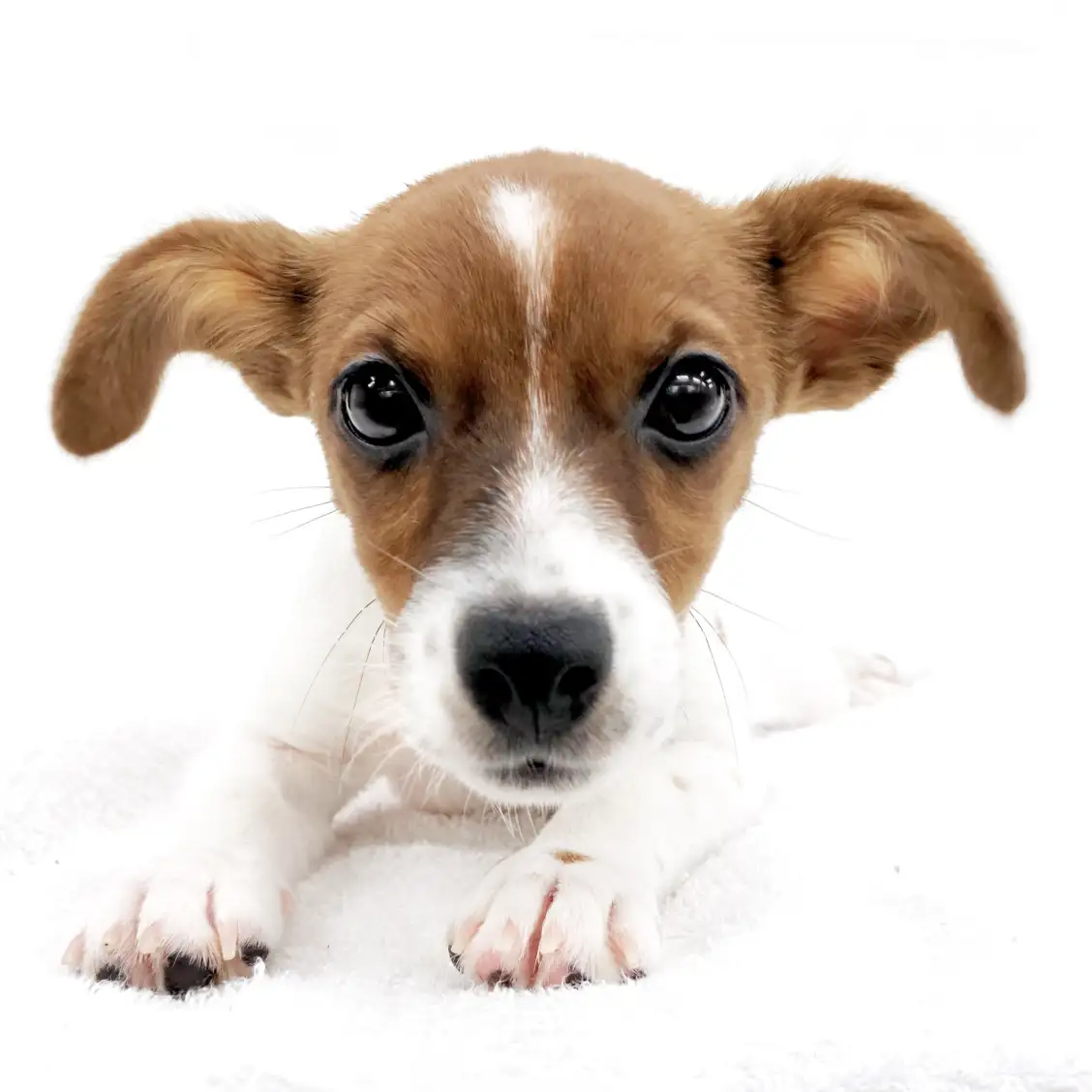 ジャックラッセルテリア