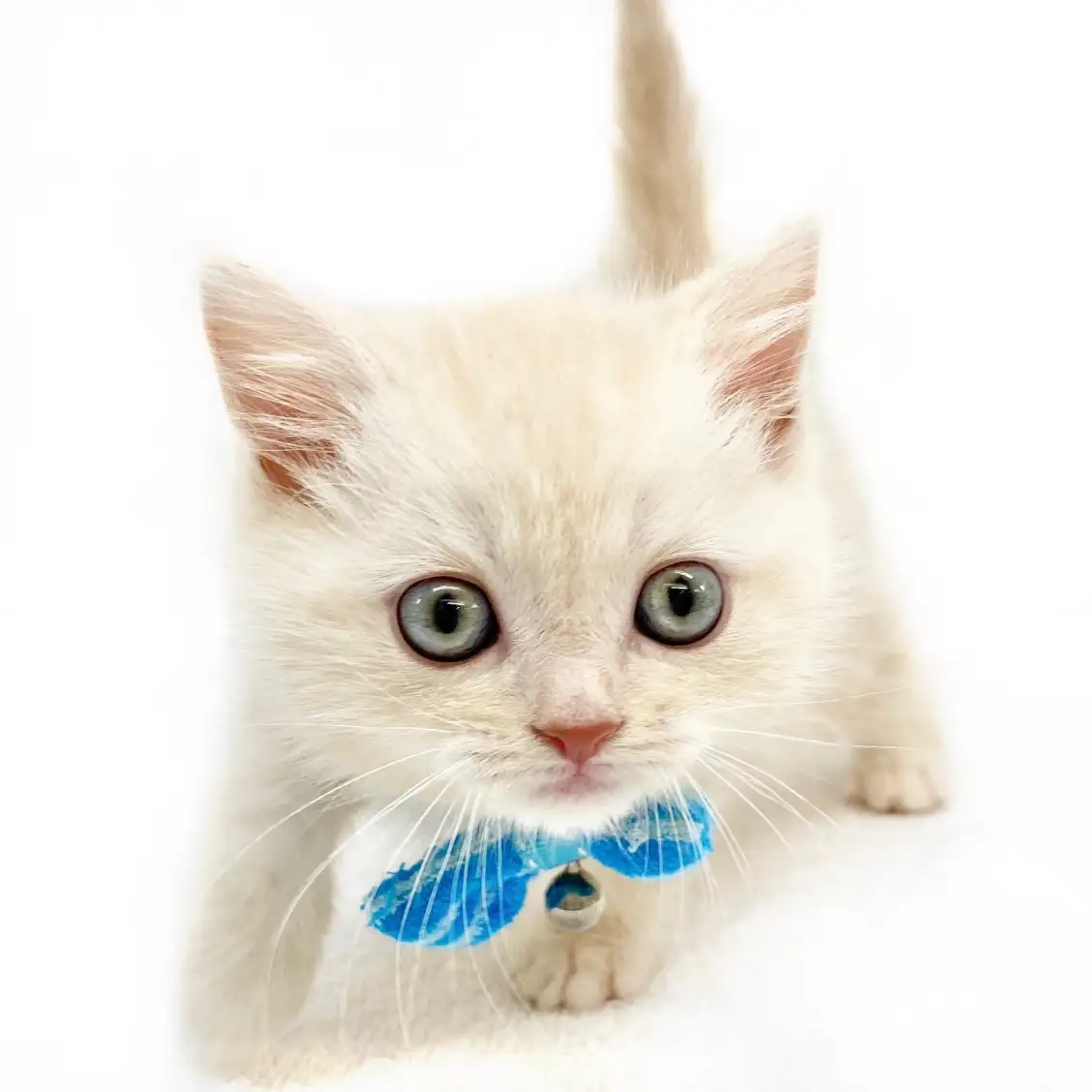 スコティッシュフォールド