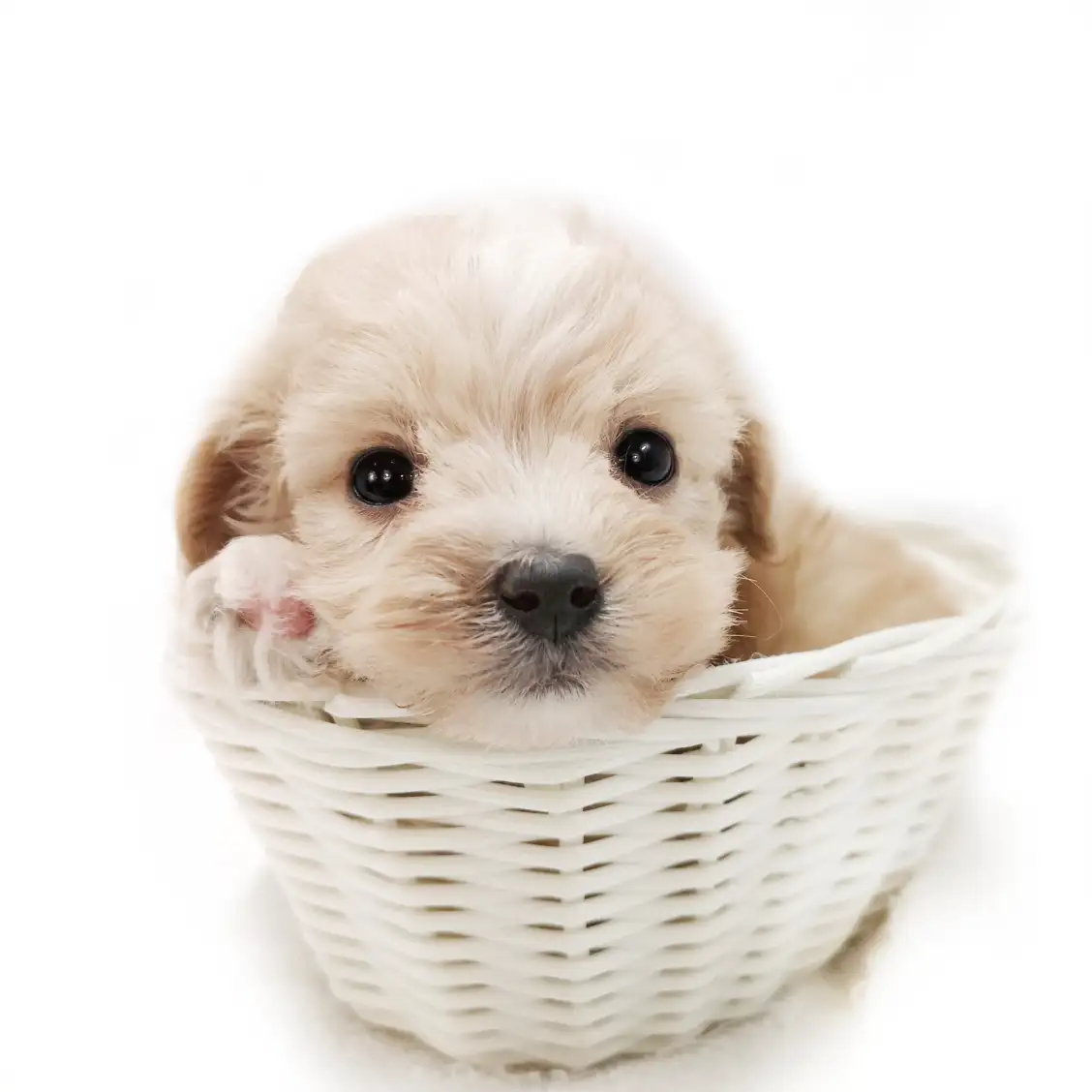 MIX（マルチーズ×トイプードル）