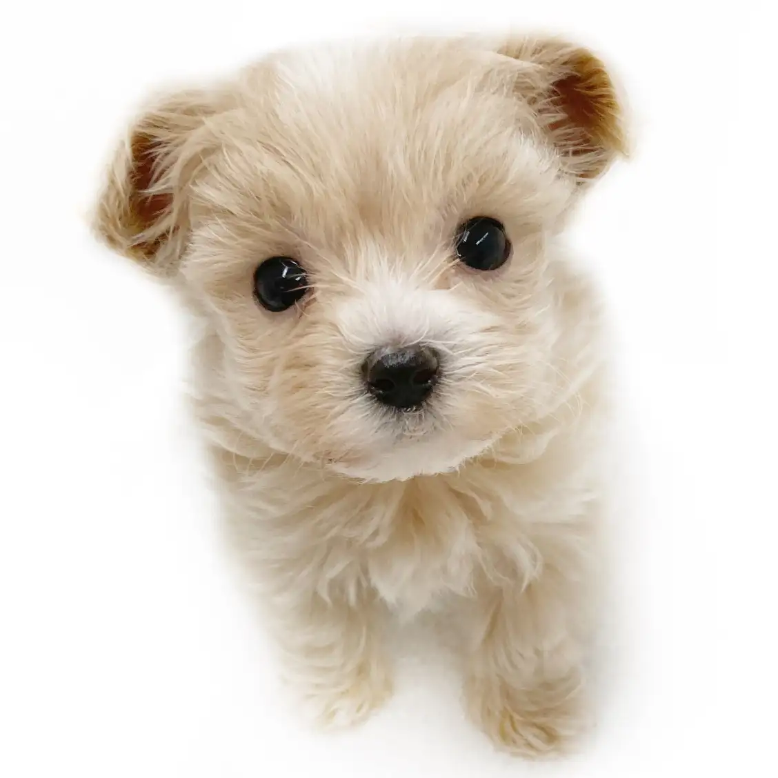 MIX(マルチーズ×トイプードル)