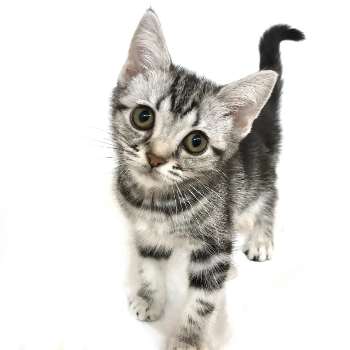 アメリカンショートヘア