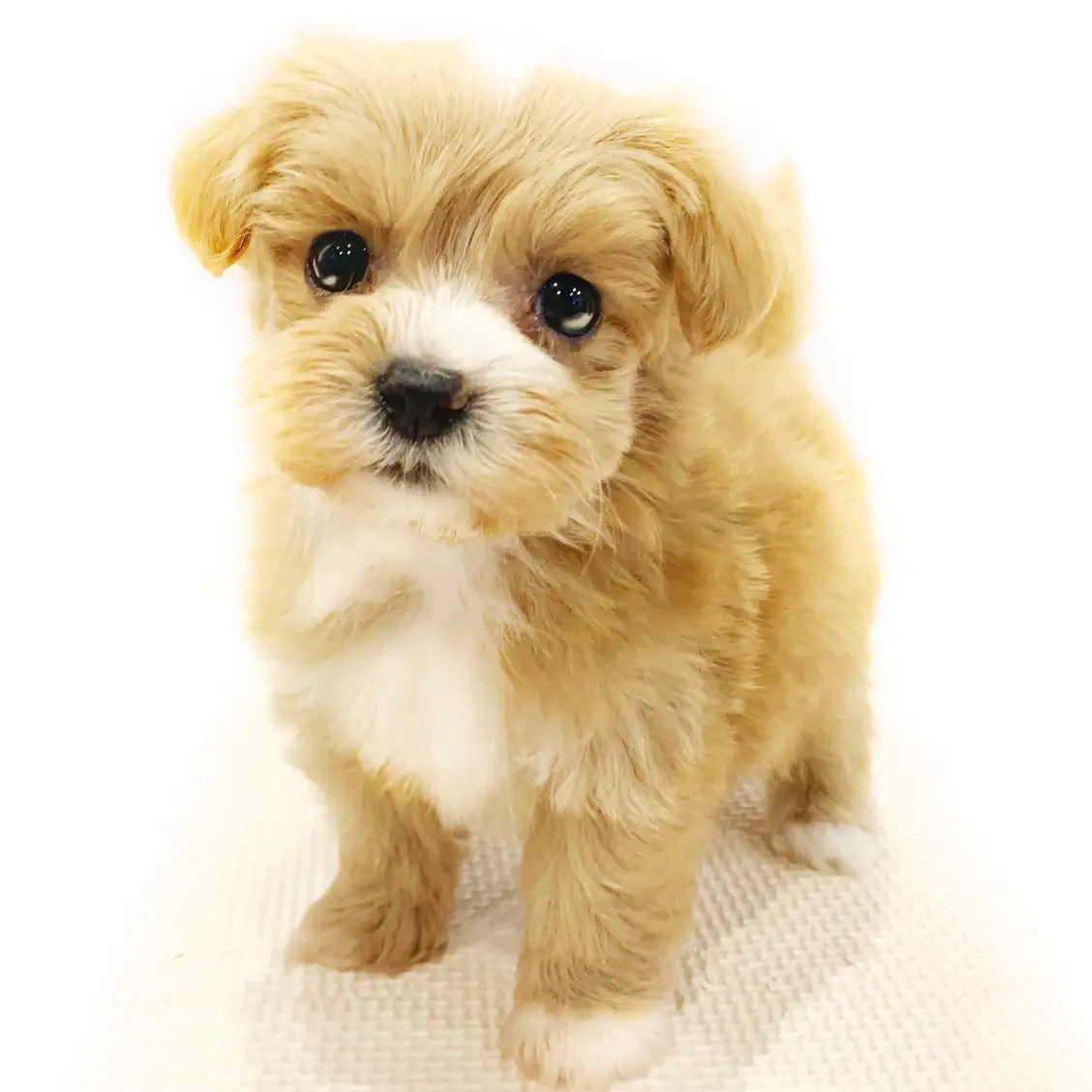 MIX(マルチーズ×トイプードル)