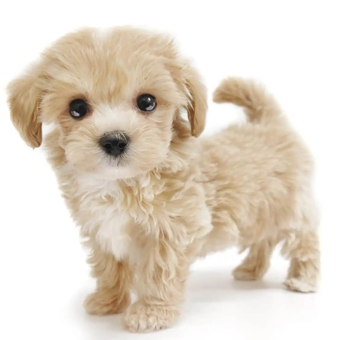 MIX（マルチーズ×トイプードル）