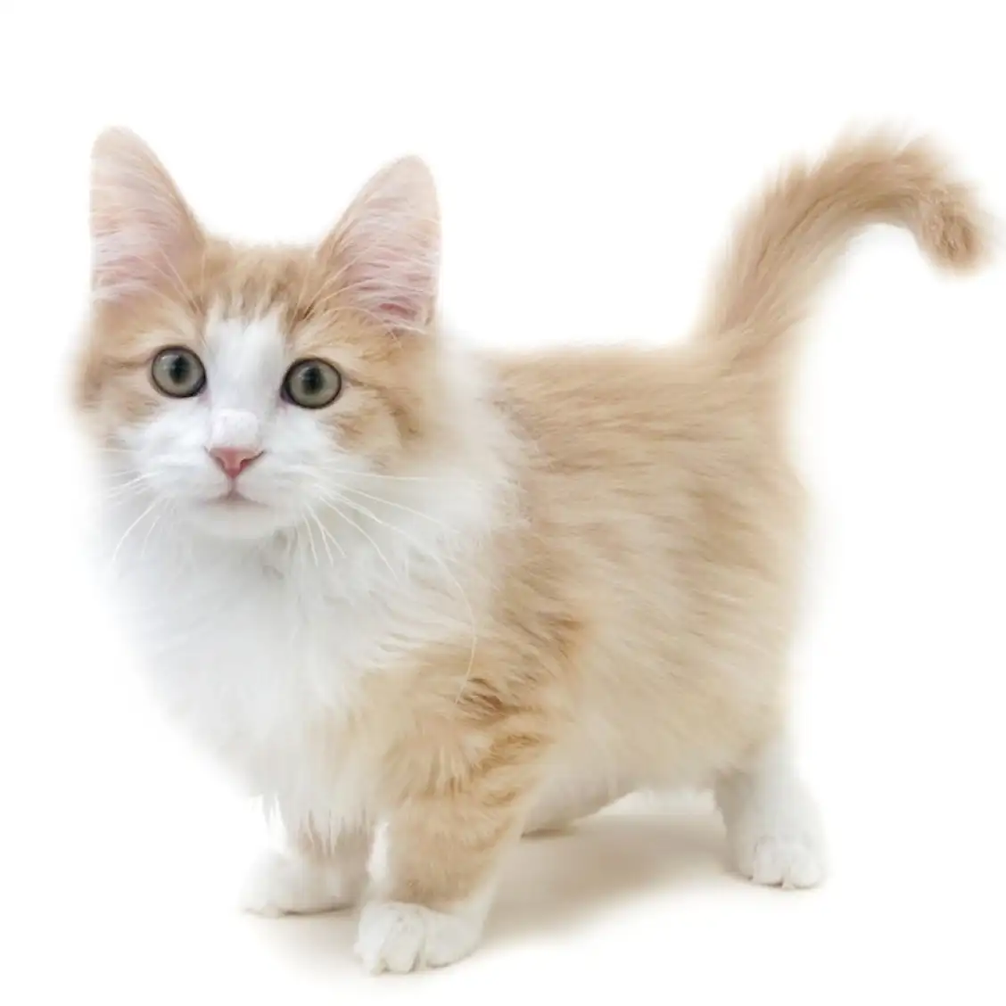 ノルウェージャンフォレストキャット