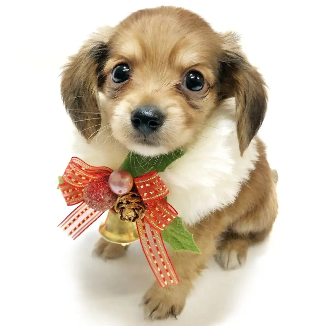 MIX（チワワ×カニンヘンダックスフント）