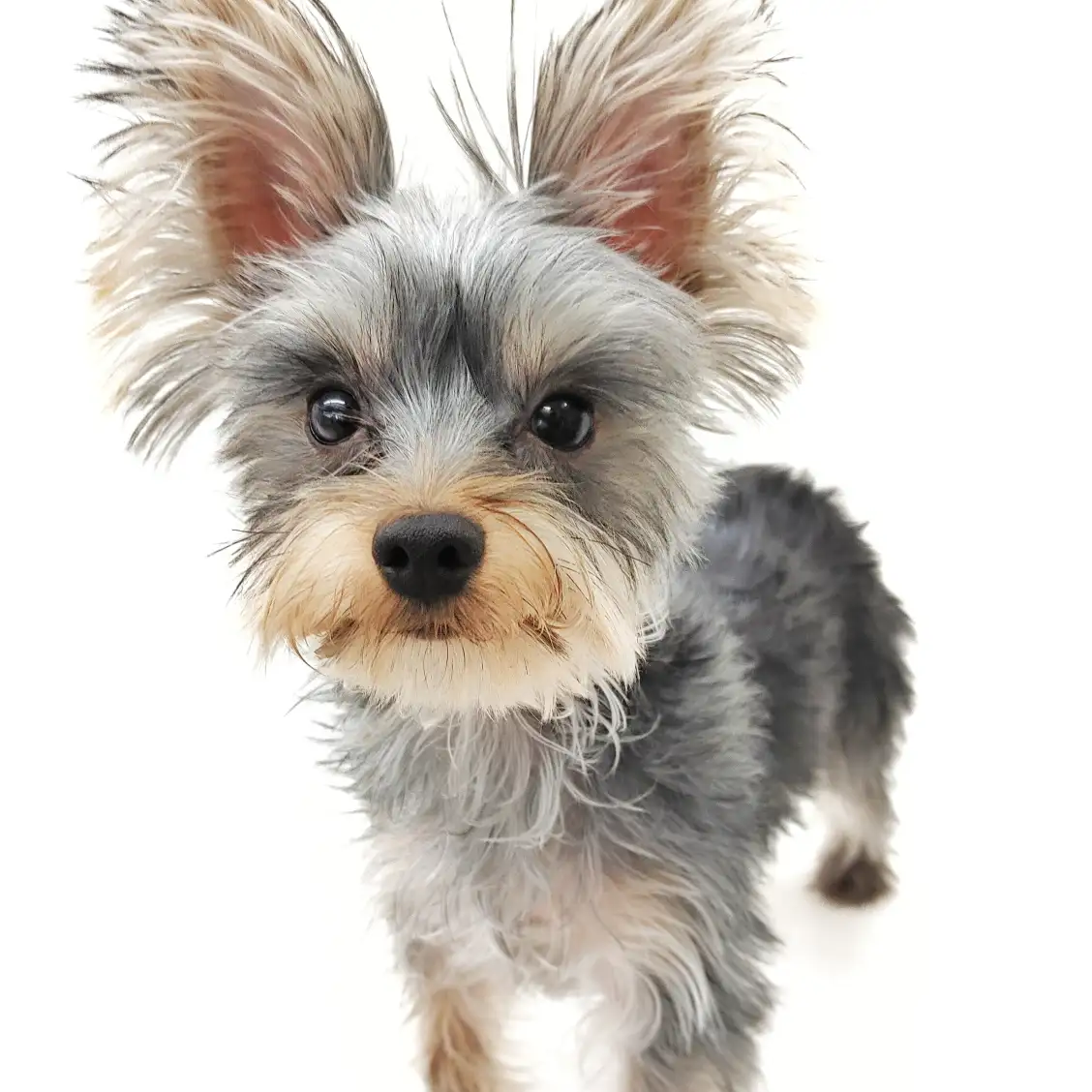 ヨークシャーテリア