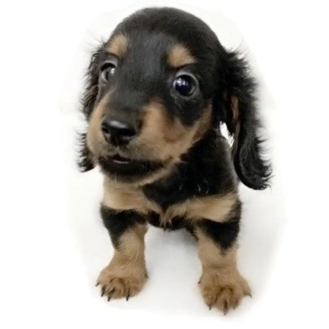 ミニチュア・ダックスフント