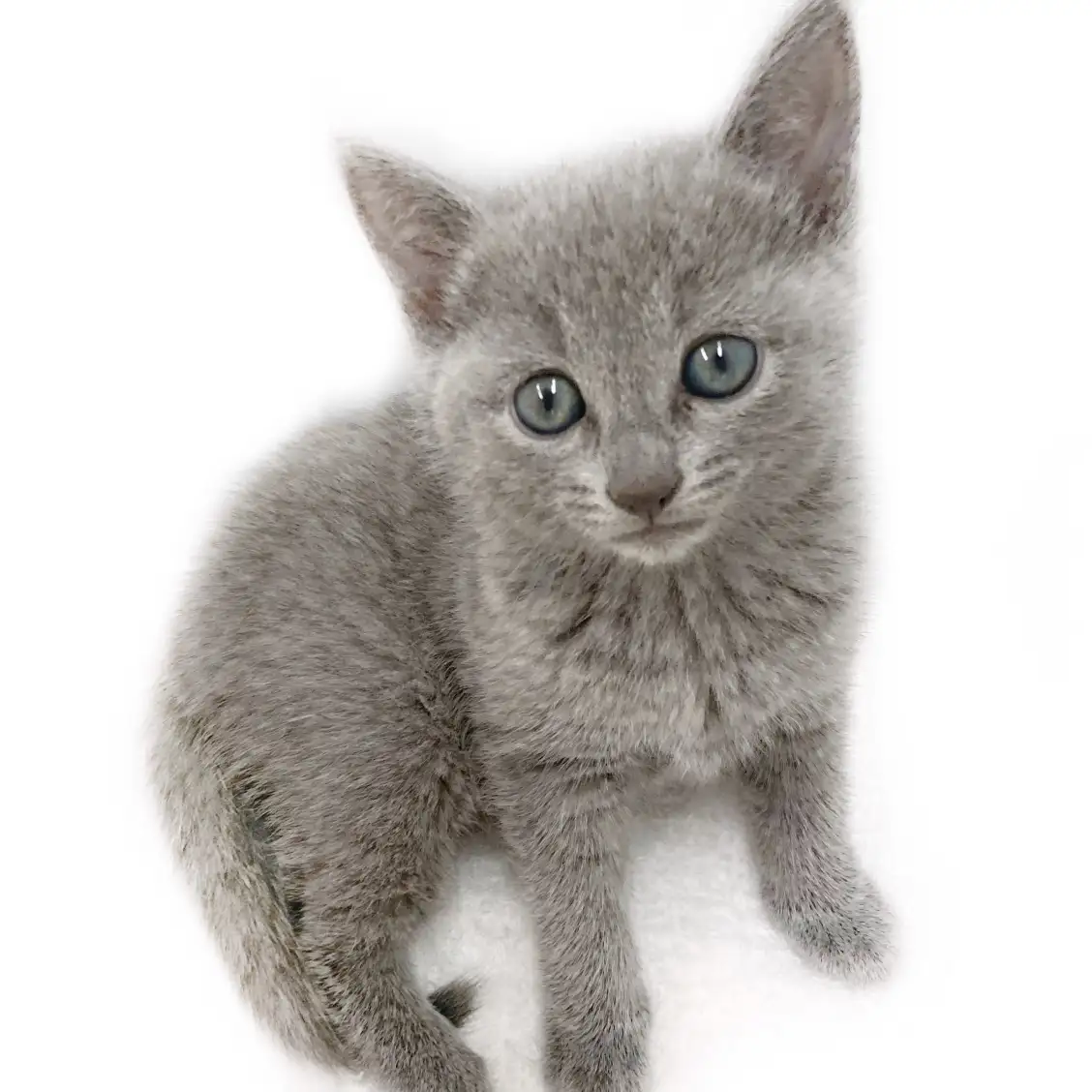 ロシアンブルー