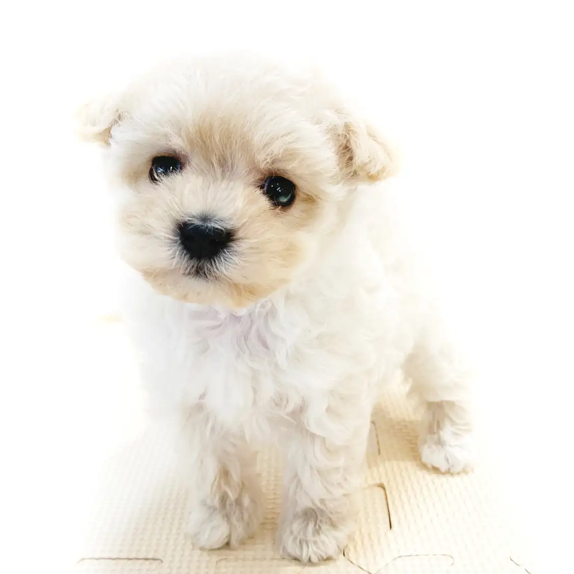 MIX（マルチーズ×トイプードル）