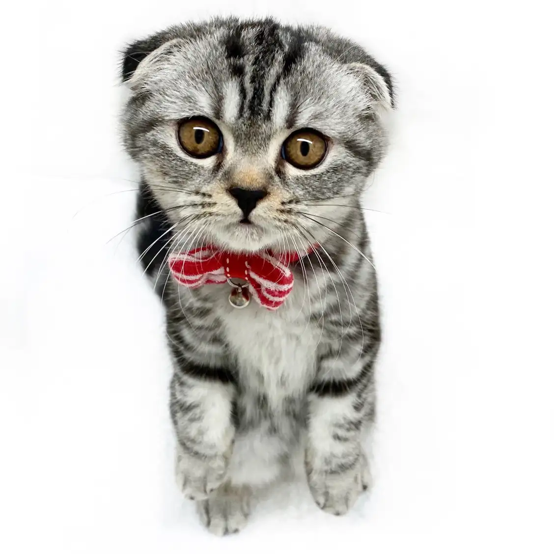 スコティッシュフォールド