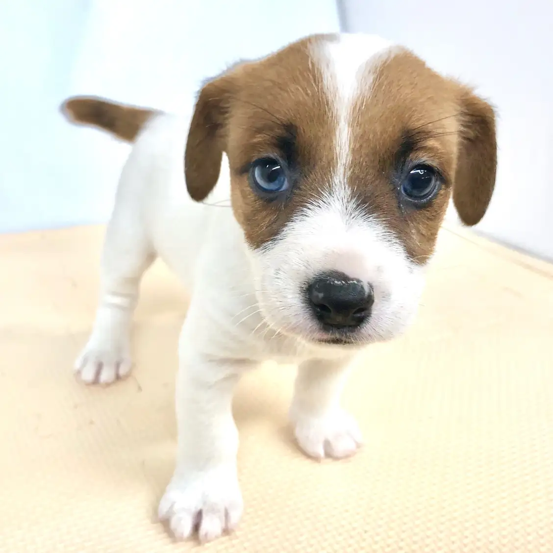 ジャックラッセルテリア