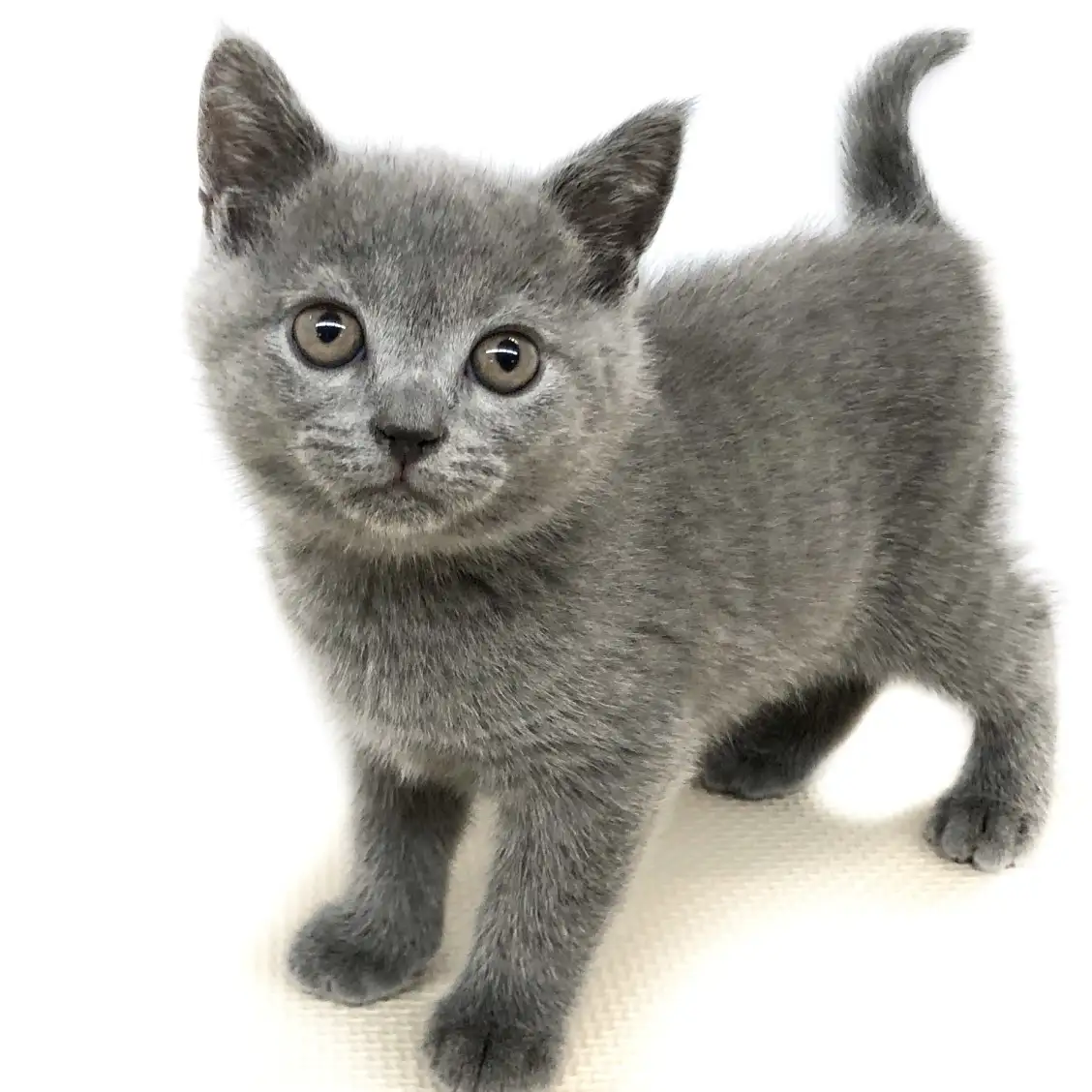 ブリティッシュショートヘア