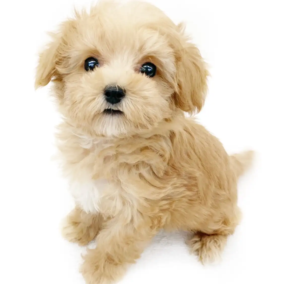 MIX(マルチーズ×トイプードル)