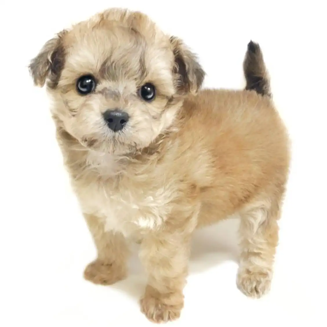 MIX(トイプードル×チワワ)