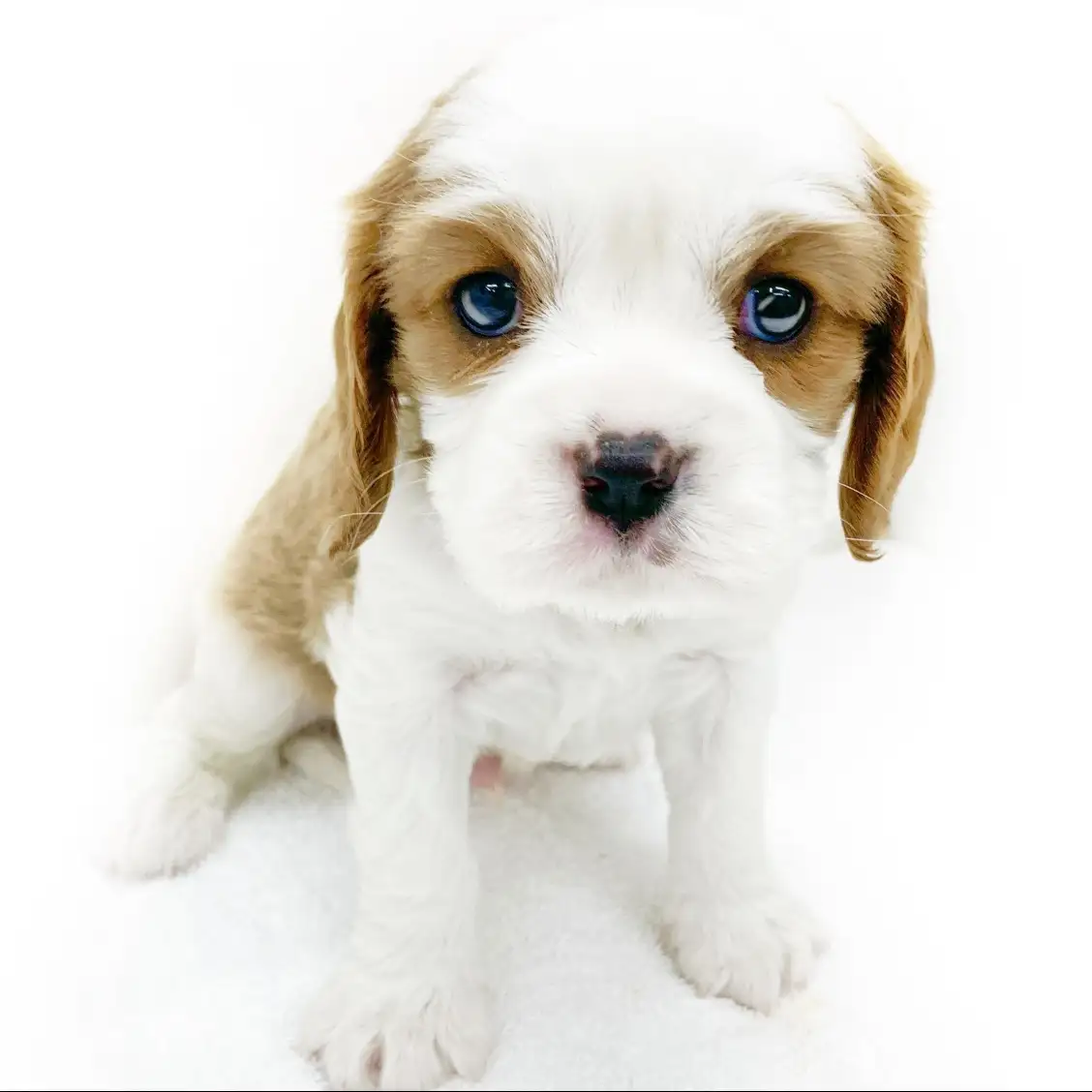 キャバリア・キングチャールズ・スパニエル