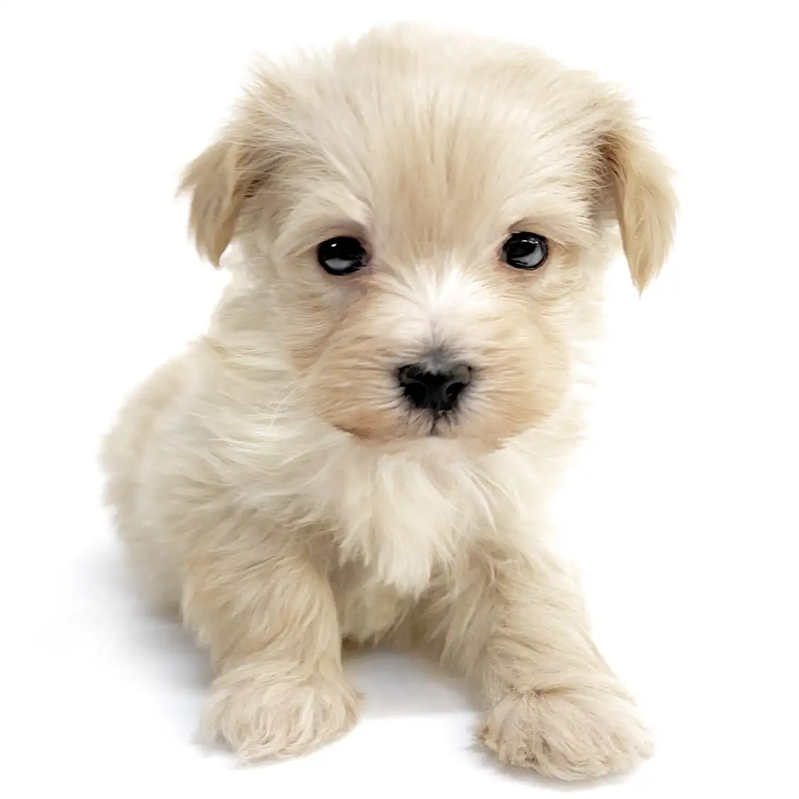 MIX(トイプードル×マルチーズ)