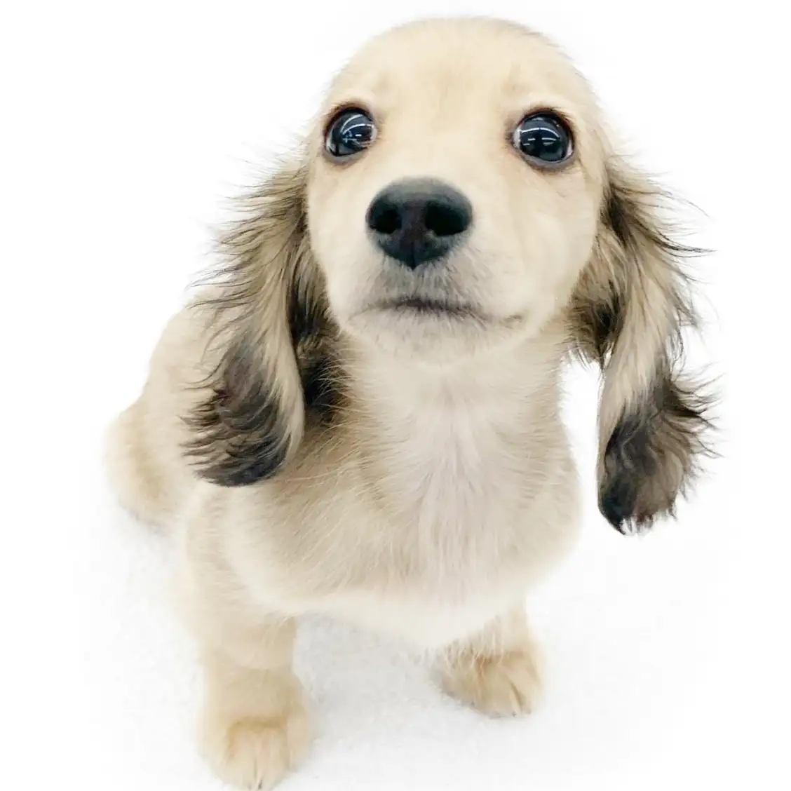 ミニチュア・ダックスフント