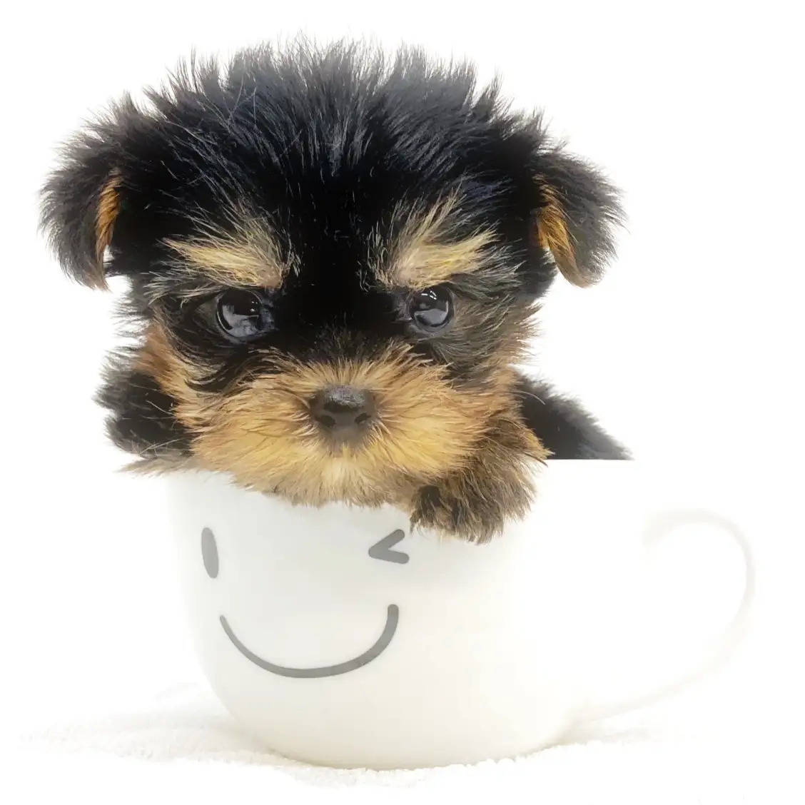 ヨークシャーテリア