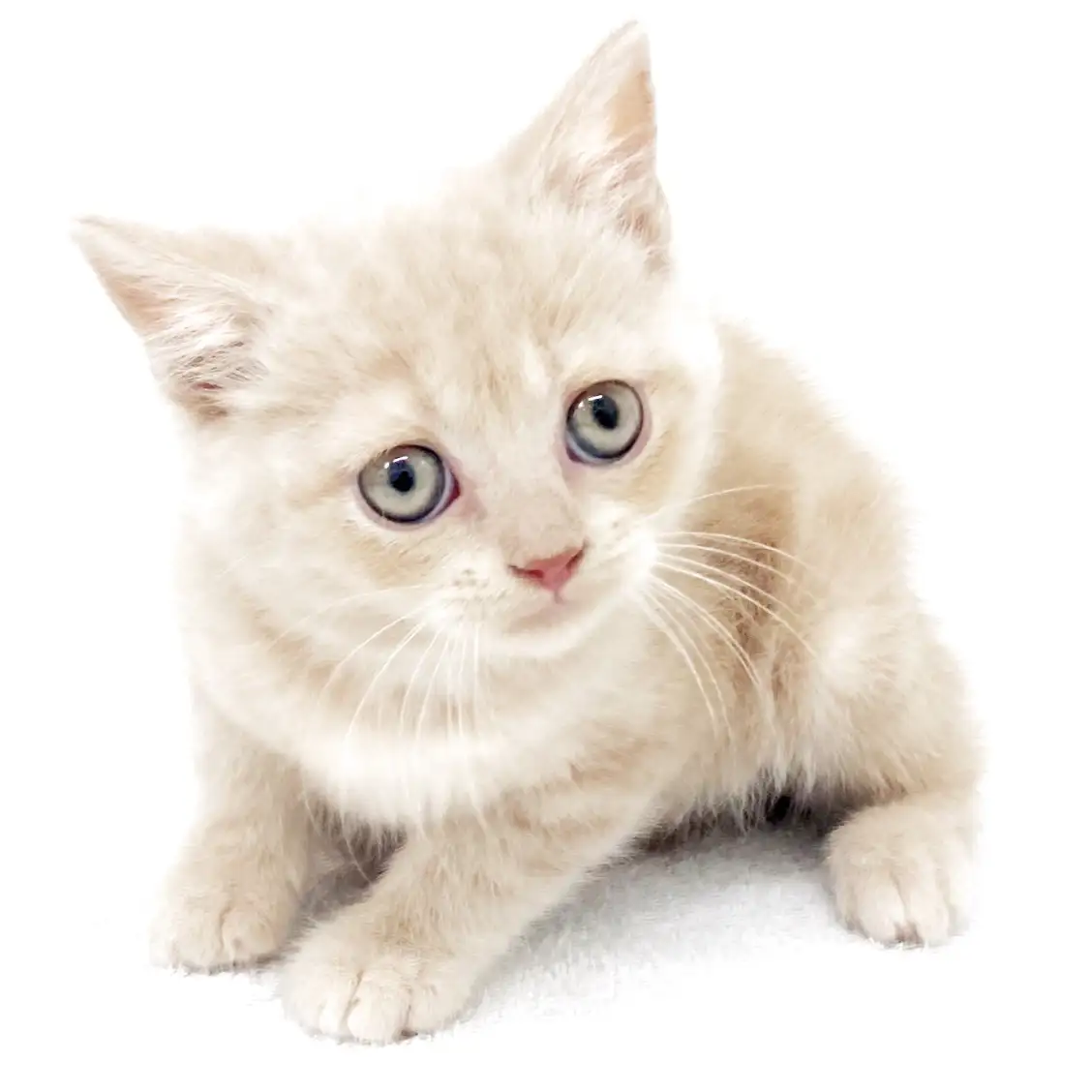 ブリティッシュショートヘア