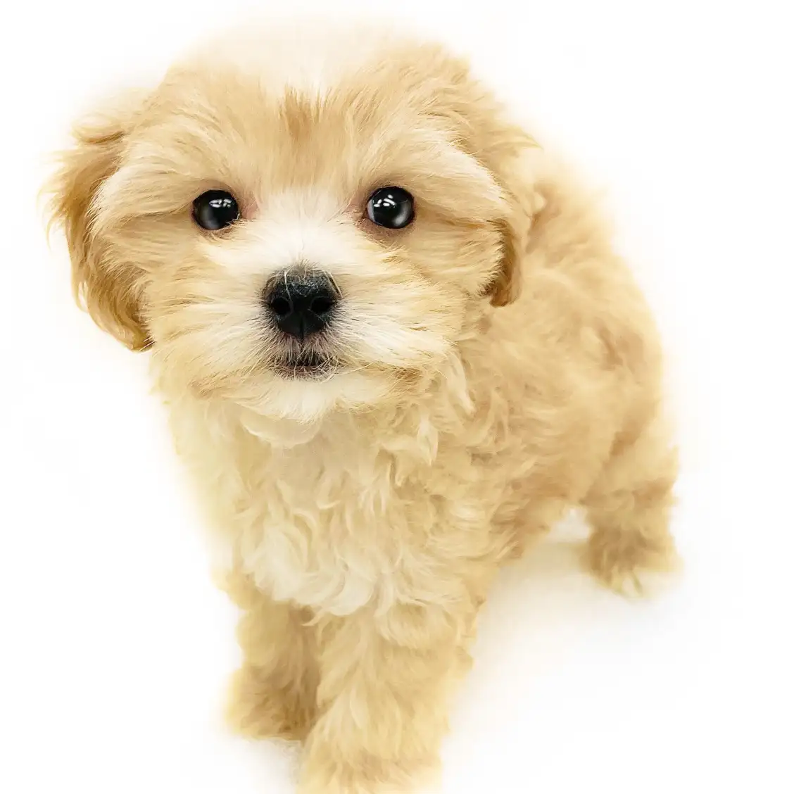 MIX(マルチーズ×トイプードル)