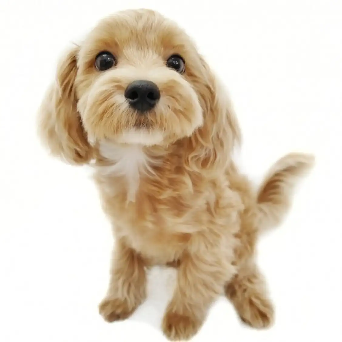 MIX(トイプードル×マルチーズ)