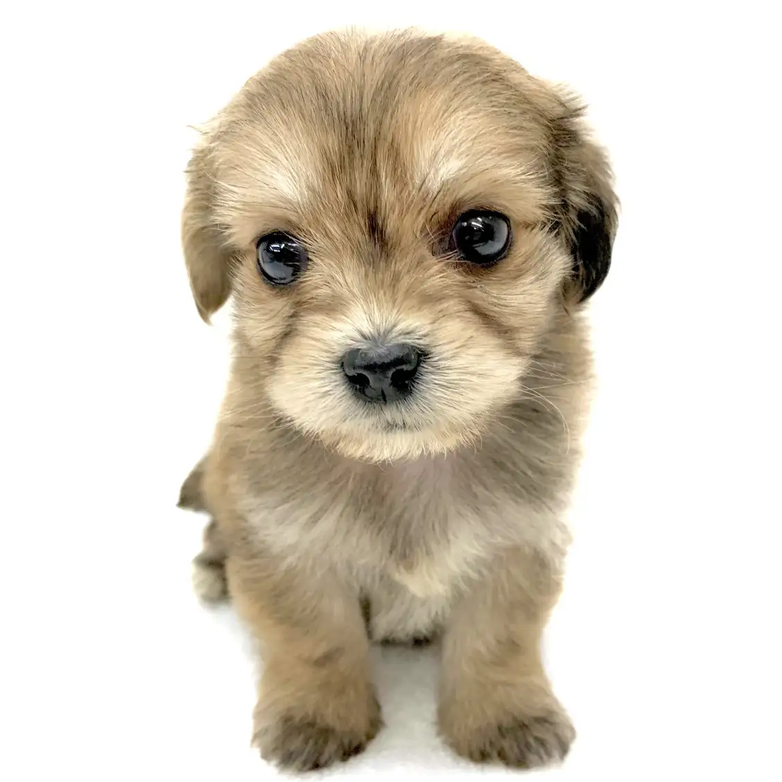 MIX（マルチーズ×ミニチュアダックスフント）