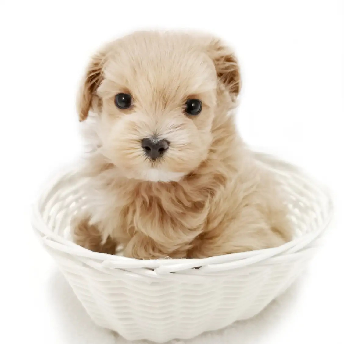 MIX(トイプードル×マルチーズ)