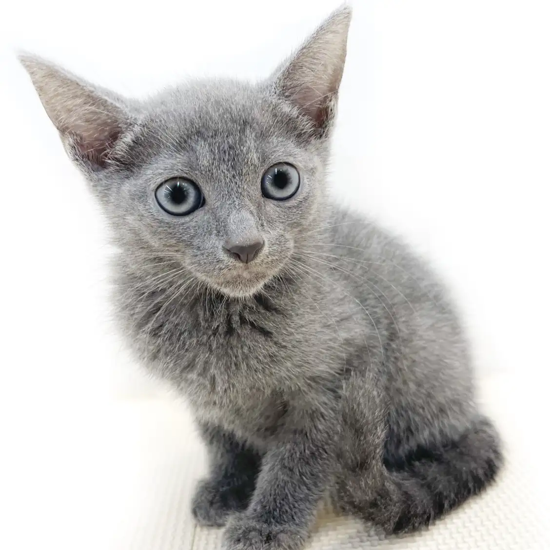 ロシアンブルー