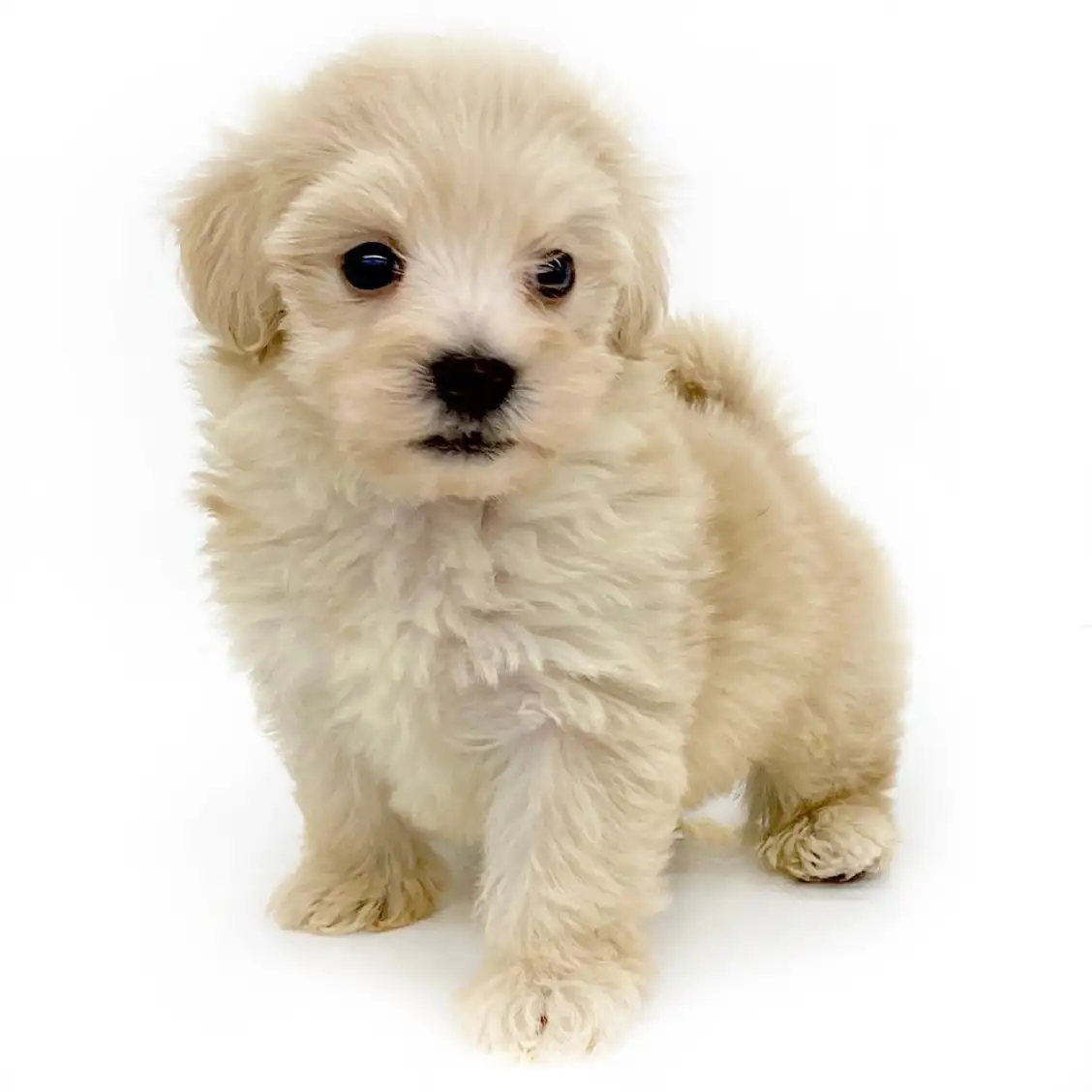 MIX(マルチーズ×トイプードル)