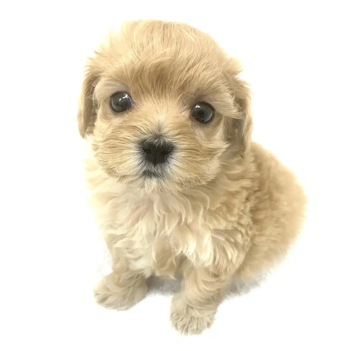 MIX(トイプードル×マルチーズ)