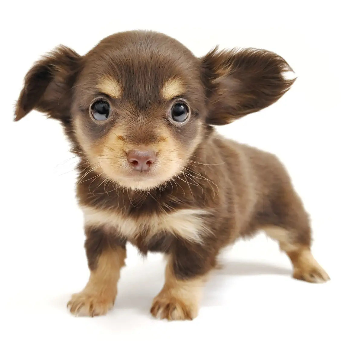 MIX（チワワ×カニンヘンダックスフント）